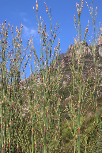 Image of Cannomois grandis by (c) Tony Rebelo, some rights reserved (CC BY-SA)