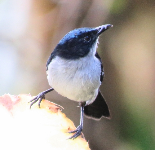 Melanocharis versteri, 2025-07-24