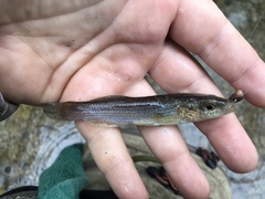 Fundulus catenatus