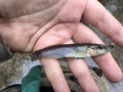 Fundulus catenatus