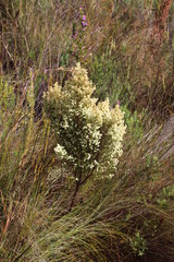 Erica leucanthera