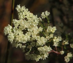 Erica leucanthera