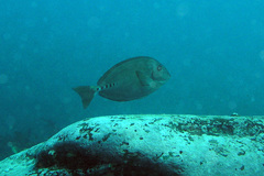 Prionurus microlepidotus