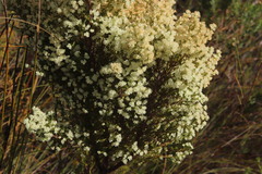 Erica leucanthera