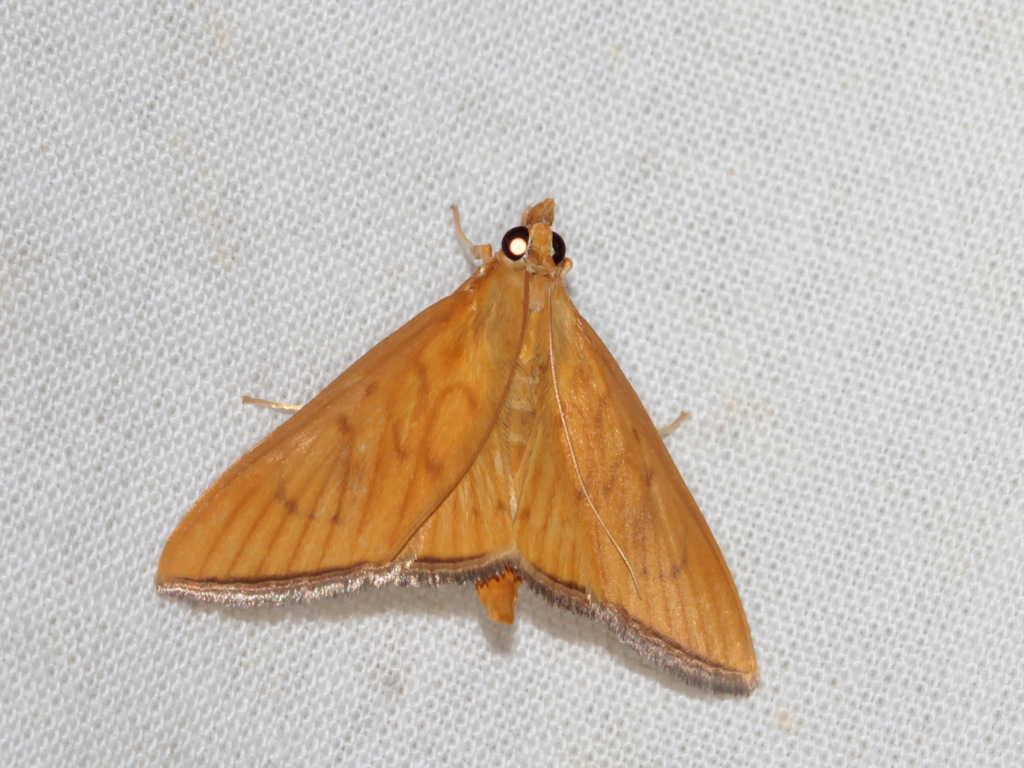 Thliptoceras artatalis
