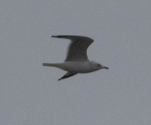 Ring-billed Gull photographed in Louisiana
