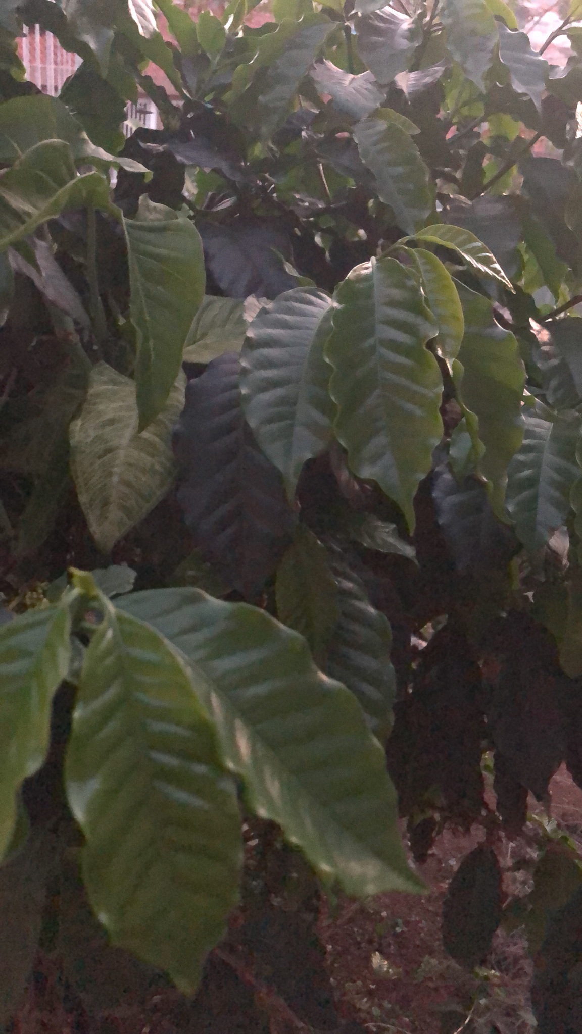 Coffea arabica