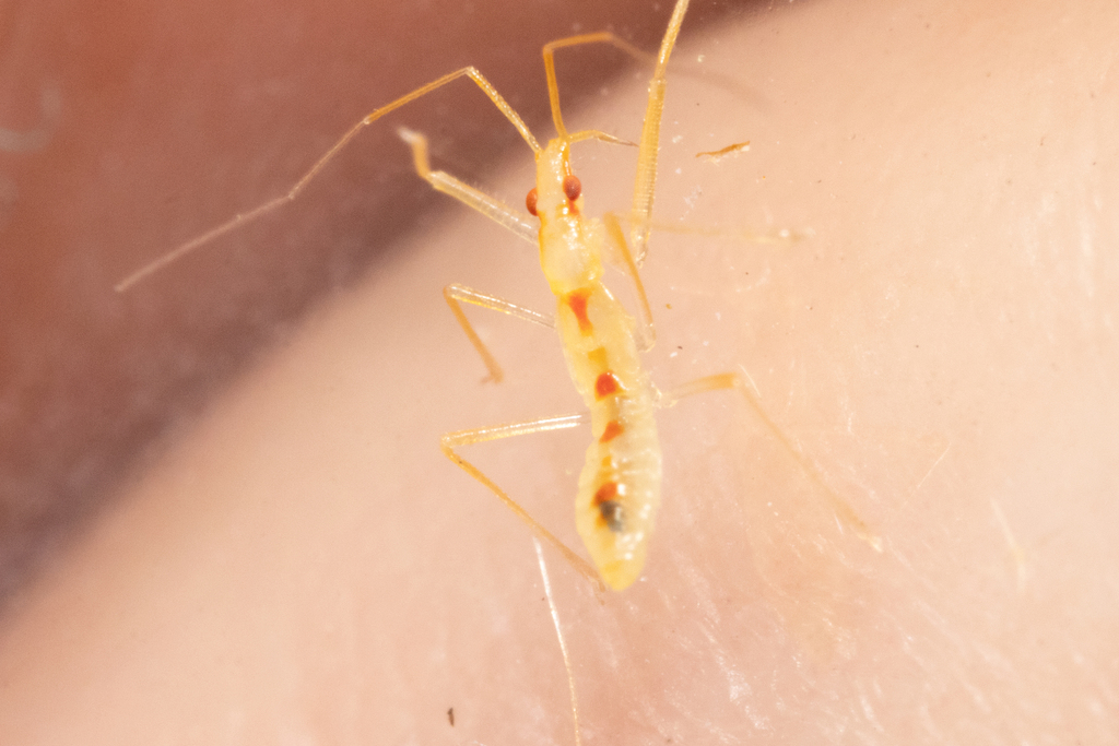 Carthasis decoratus