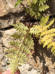 Cheiloplecton rigidum