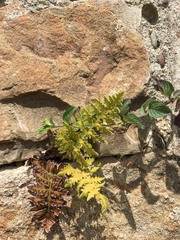 Cheiloplecton rigidum