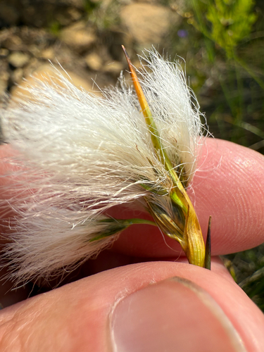 Thinleaf cottonsedge (Eriophorum viridicarinatum)