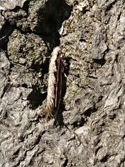 Erechthias fulguritella