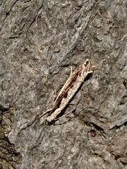 Erechthias fulguritella