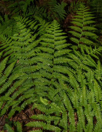 Dryopteris X neowherryi