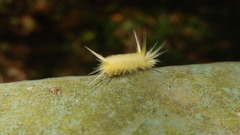 Lepidoptera