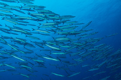 Bigeye Barracuda photo 5