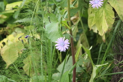 Cicerbita macrophylla uralensis