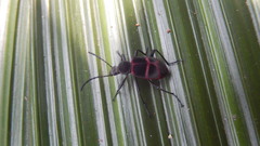 Lystronychus pulchellus