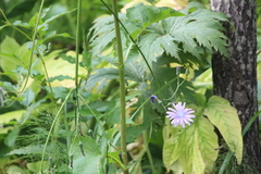 Cicerbita macrophylla uralensis