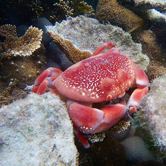 Carpilius corallinus