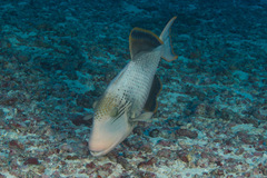 Pseudobalistes flavimarginatus