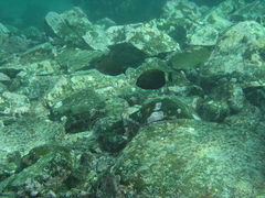 Acanthurus dussumieri