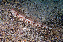 Synodus dermatogenys