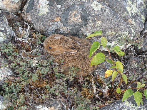 Snowshoe Hare photographed in New Hampshire