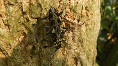 Steirastoma marmoratum