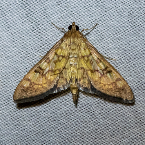 Brown-shaded Mimorista photo 4