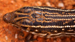 Ctenotus regius