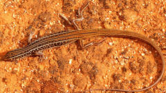 Ctenotus regius