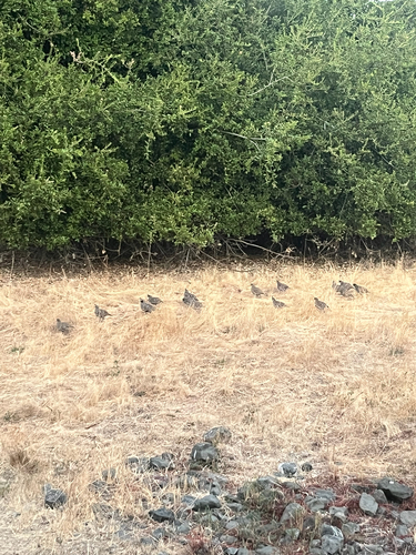 iNaturalist observation photo of California Quail