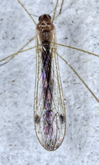 Helius flavipes