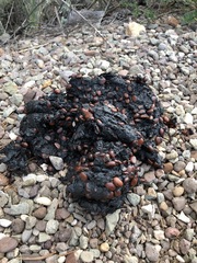 Ursus americanus eremicus