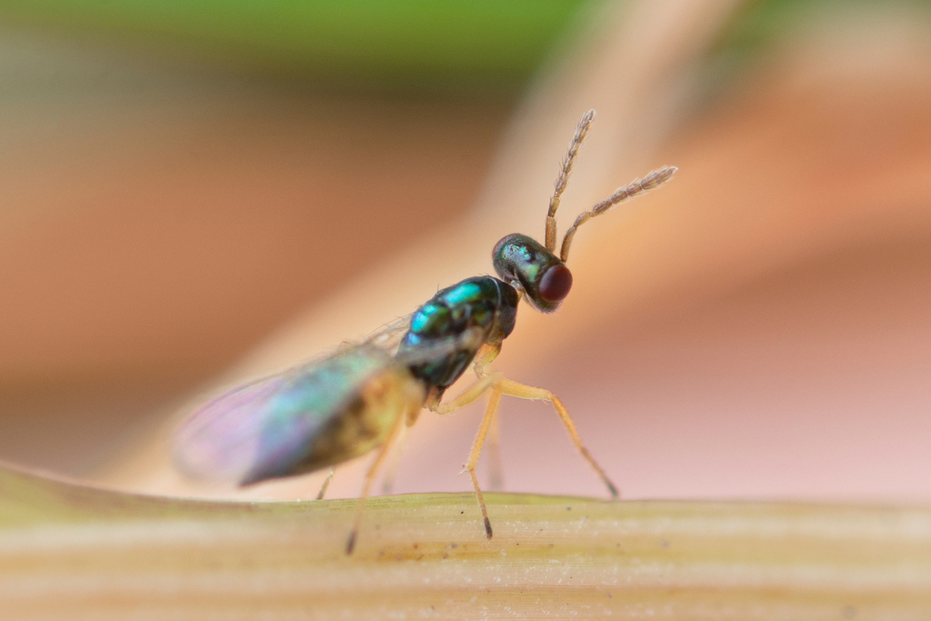 Ootetrastichus