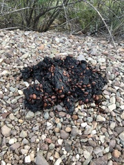 Ursus americanus eremicus