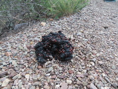 Ursus americanus eremicus