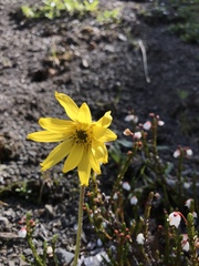 Arnica griscomii