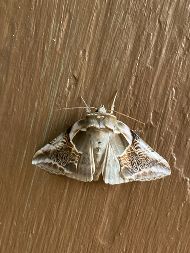 Lettered Habrosyne Moth
