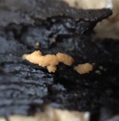 Sphaerosporium lignatile