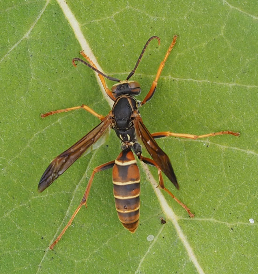 Belligerent Paper Wasp