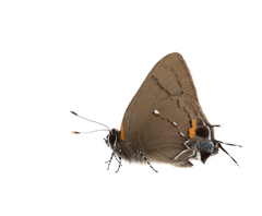 Electrostrymon angelia