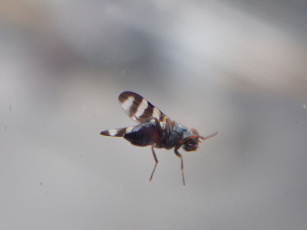 Banded-wing Flies from Miami-Dade County, FL, USA on August 8, 2025 at ...