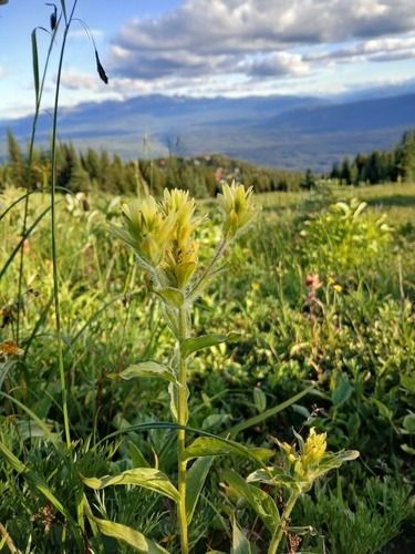 Unalaska paintbrush (Castilleja unalaschcensis)