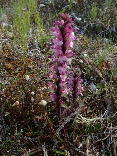 Langsdorff's lousewort (Pedicularis langsdorffii)