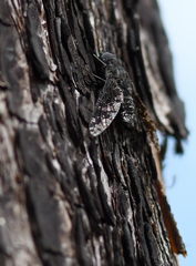 Anthrax striatipennis