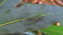 Pteroplegma jacobiana