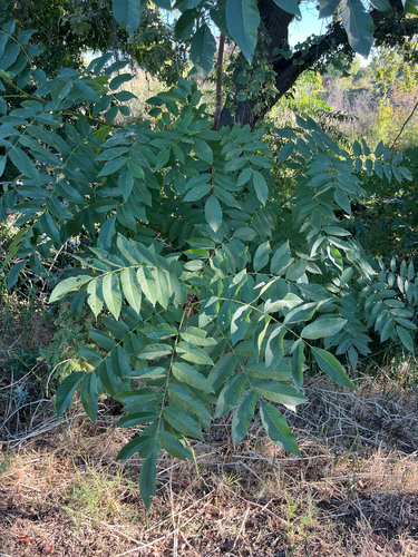Paradox hybrid walnut (Juglans hindsii)