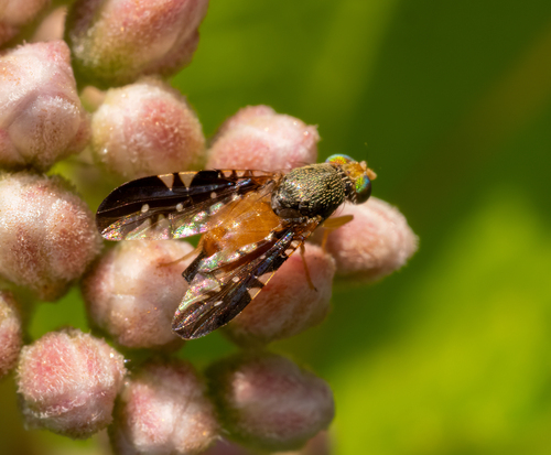 Xanthaciura tetraspina photo 3